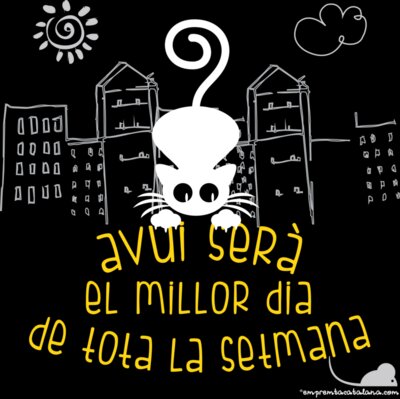 gatito BLANCO